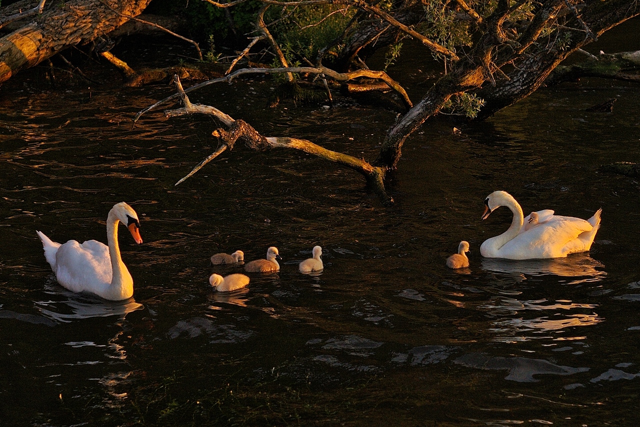 Schwanenfamilie im Abendschein