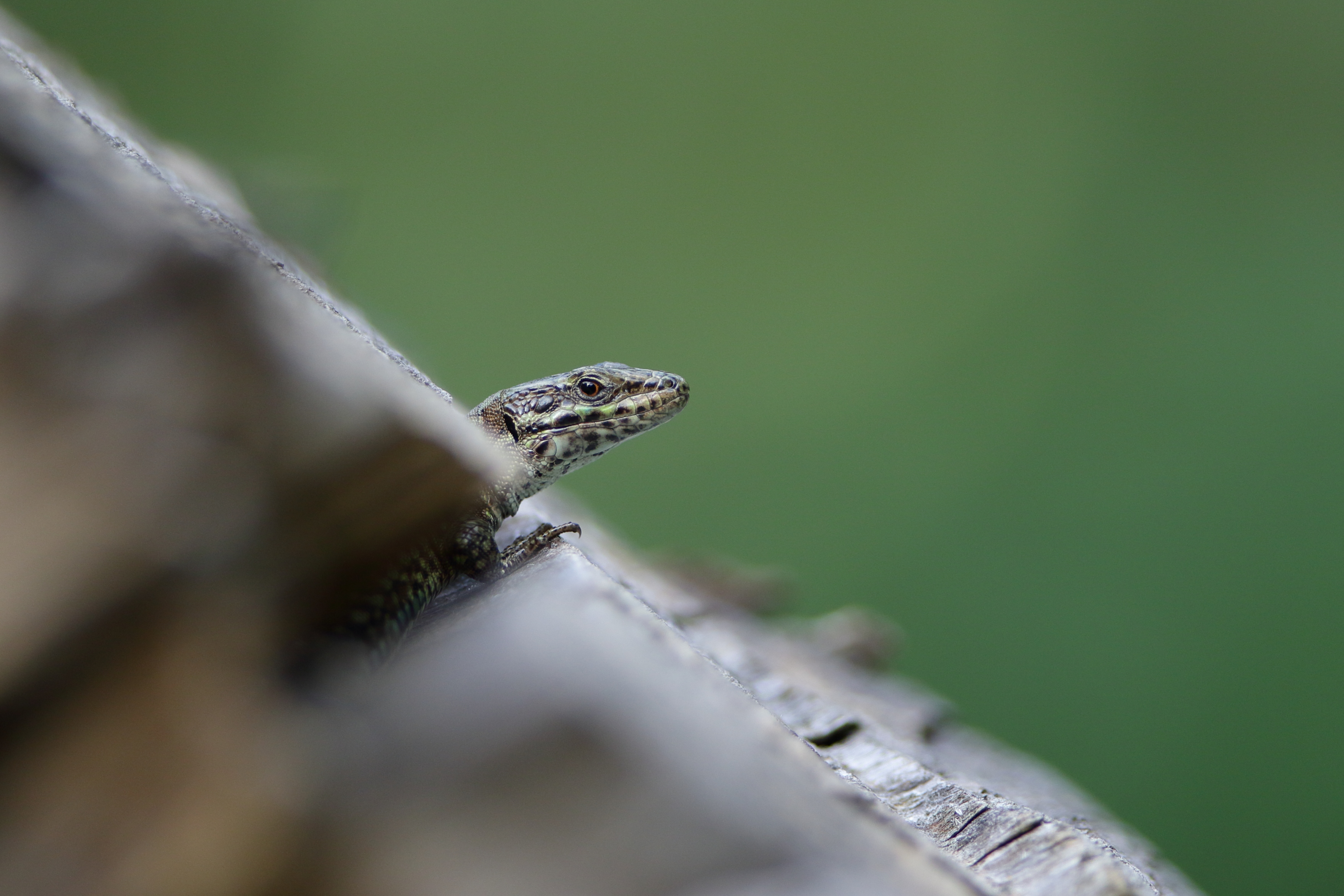 Mauereidechse in ihrem Versteck