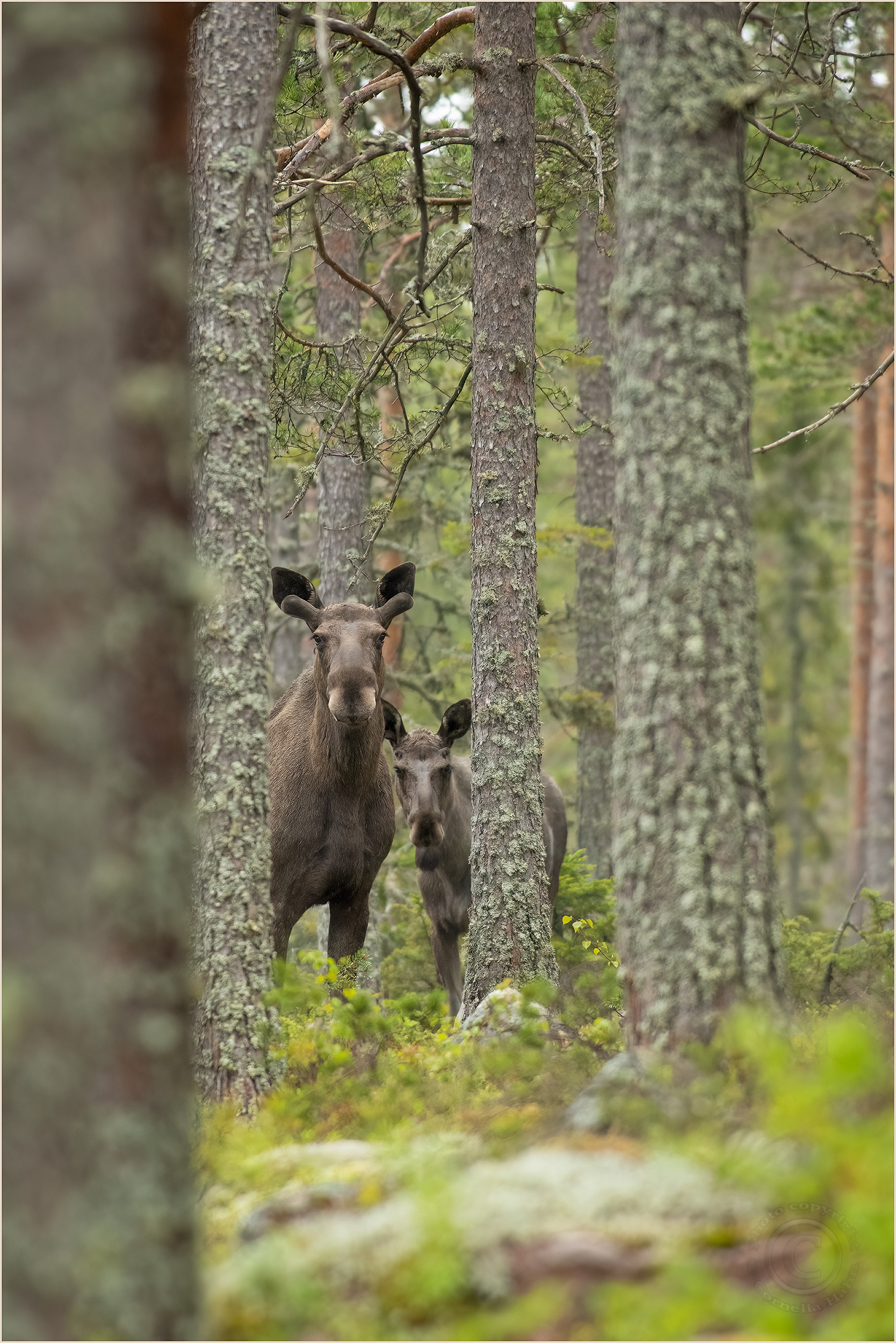 „Mama, was klickt da so…?“