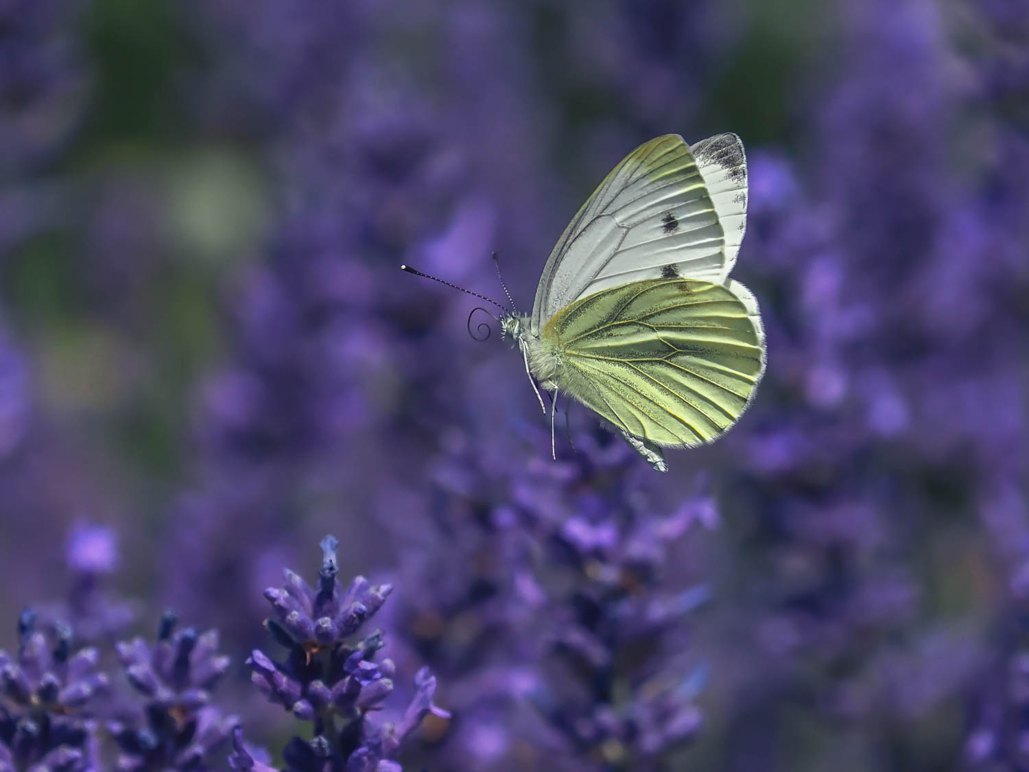 Grünaderweissling ( Pieris napi ) im Lavendel