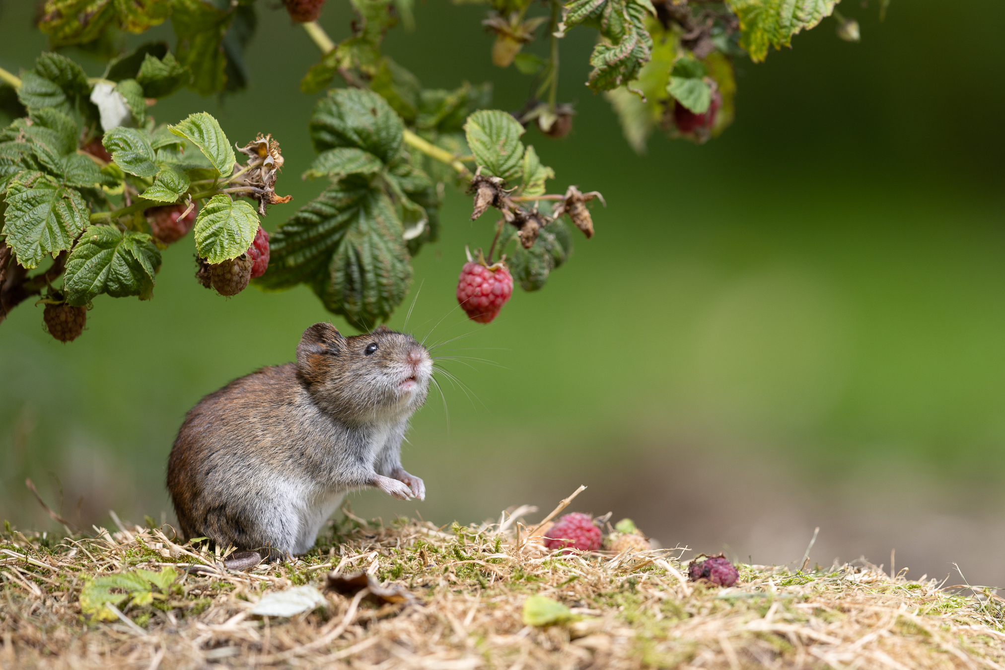 Die Himbeeren sind reif..
