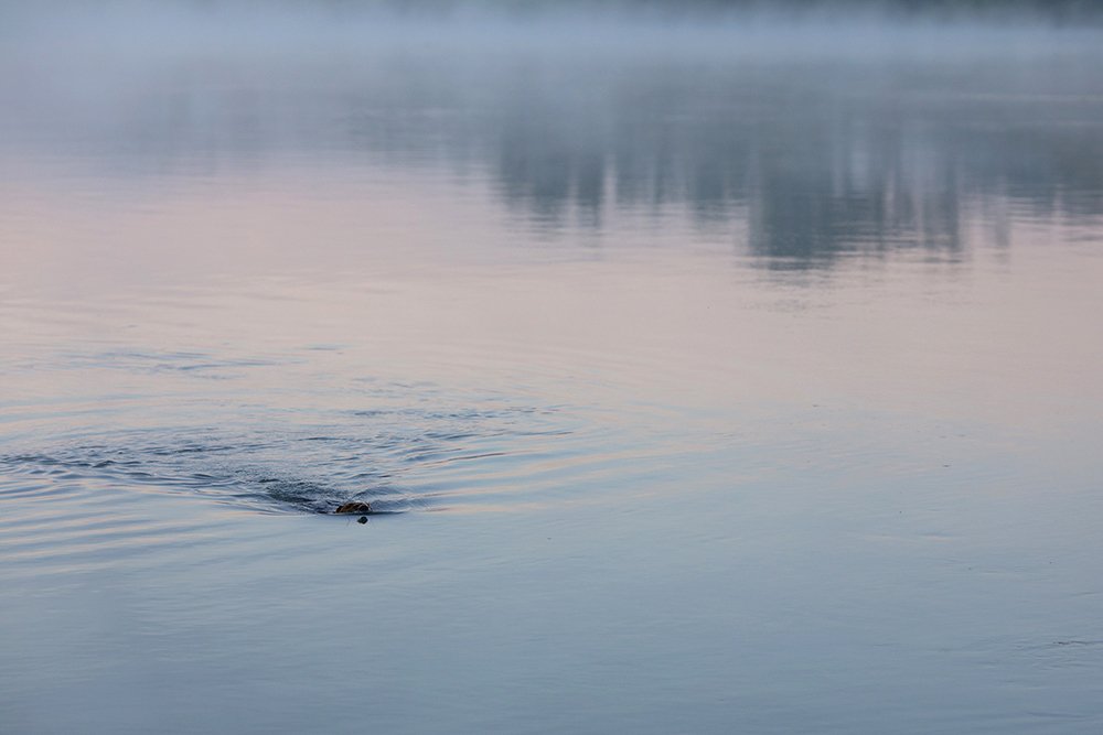 morgens an der Donau