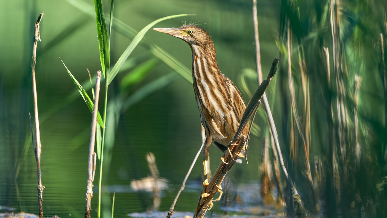 Juvenile Zwergdommel