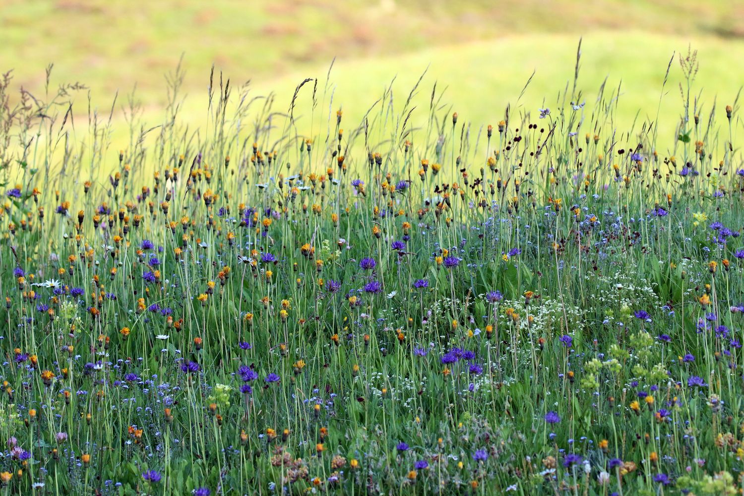 Die Vielfalt einer Blumenwiese