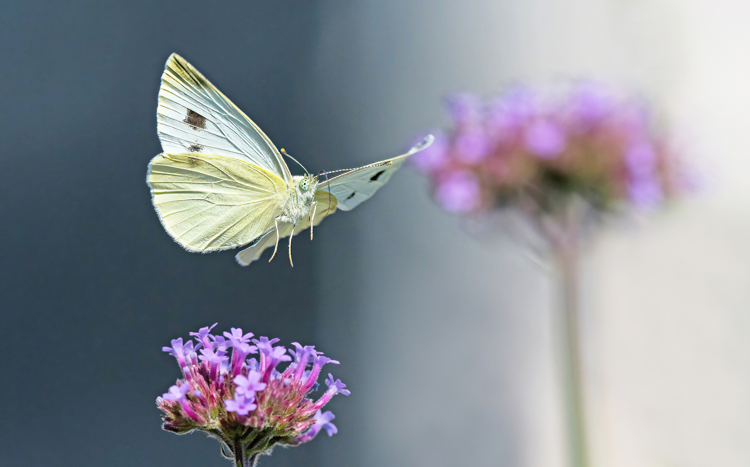 Überflieger