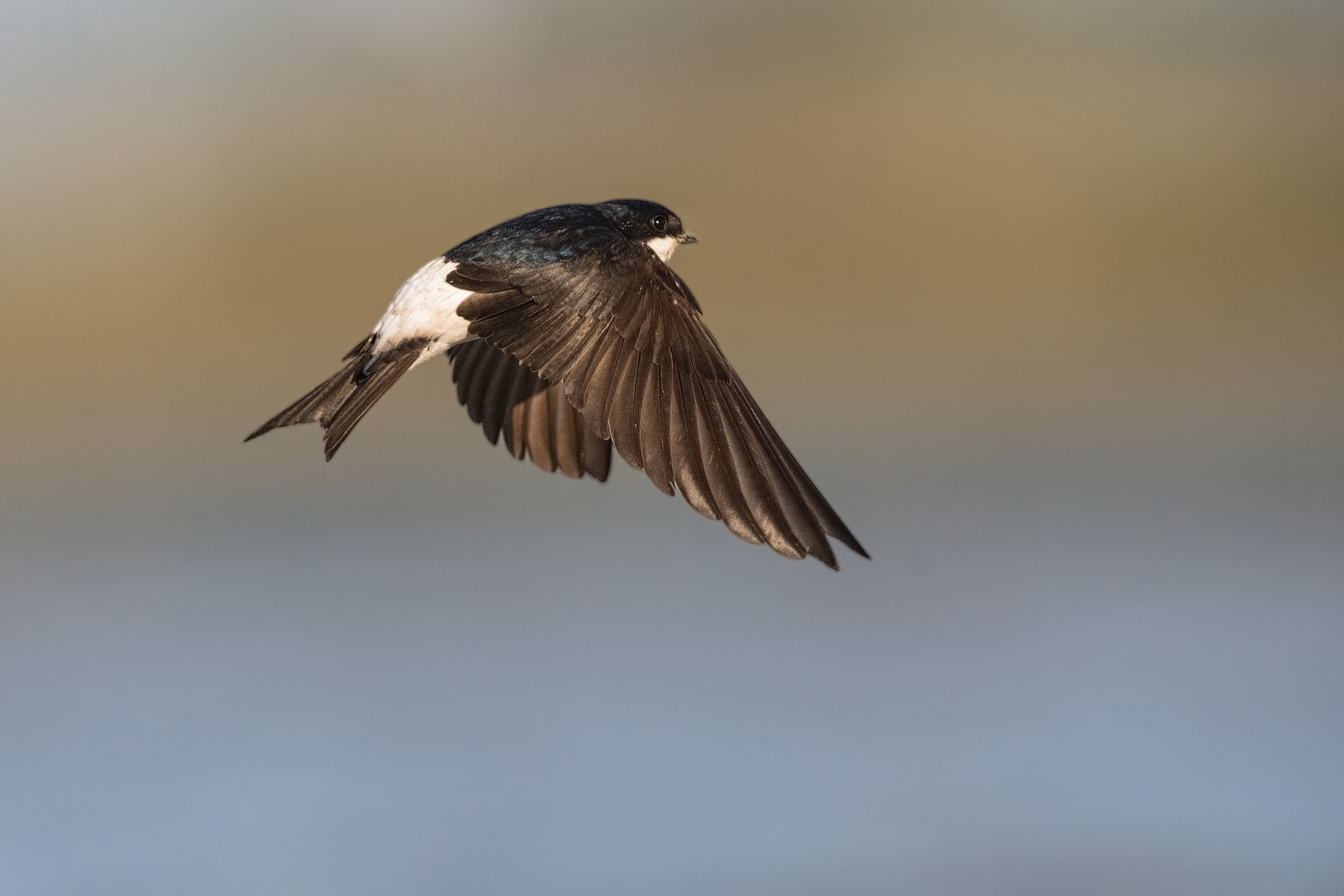 Mehlschwalbe im Flug