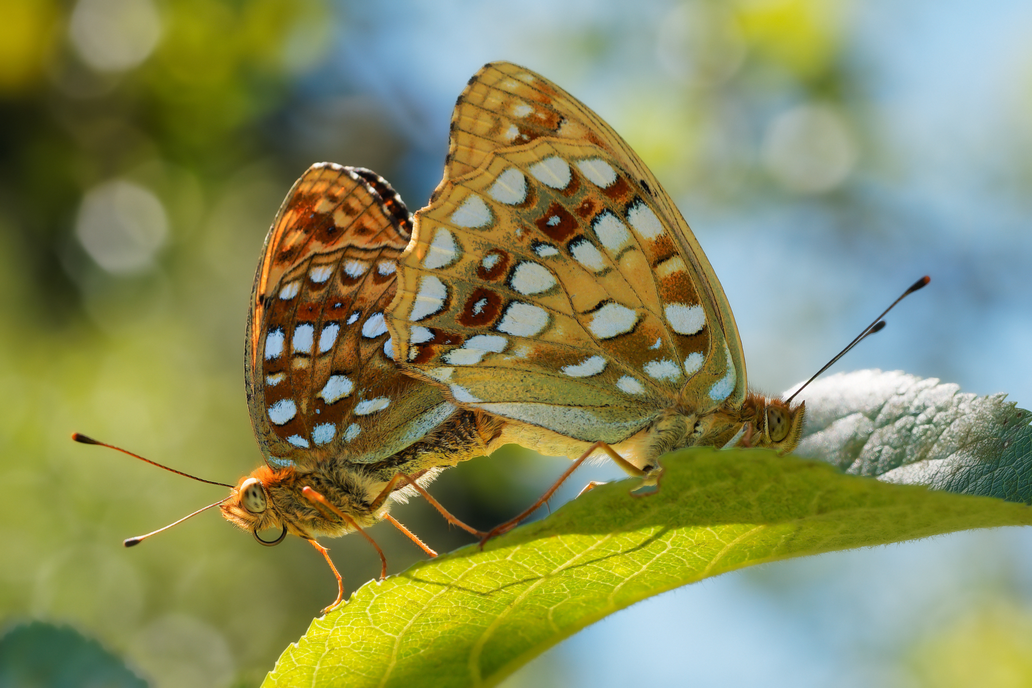 Schmetterlingsliebe