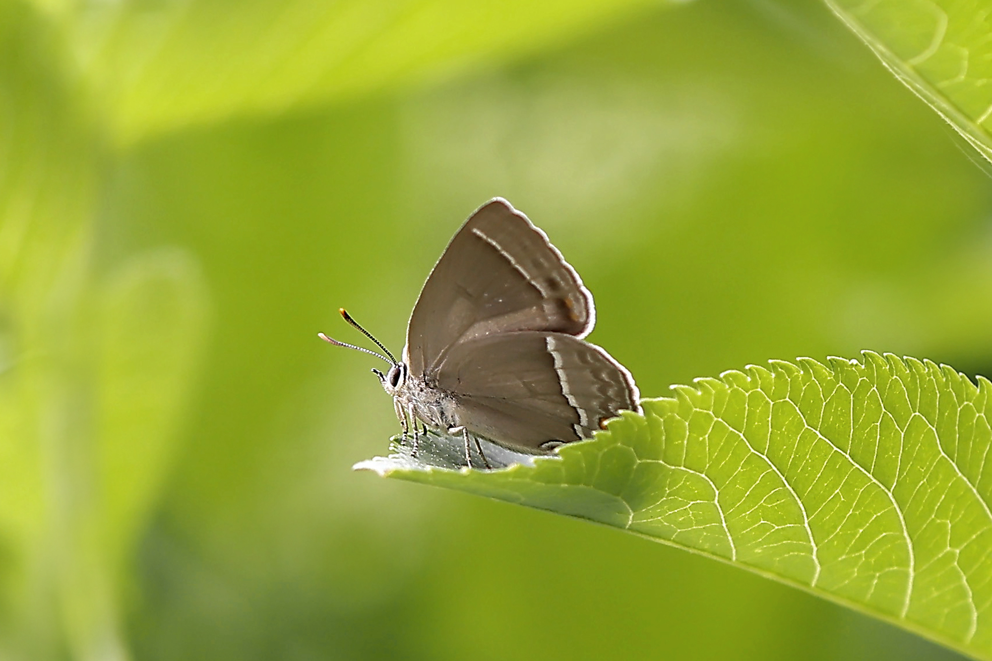 Blauer Eichenzipfelfalter