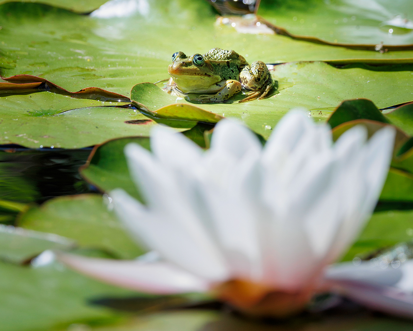 Teichfrosch