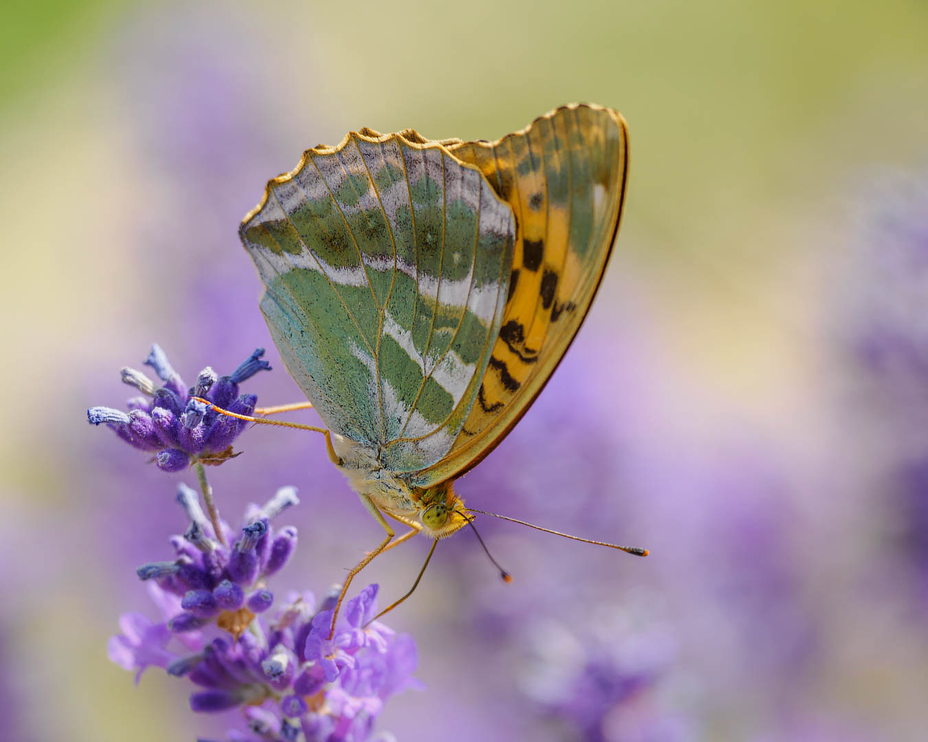 Kaisermantel (Argynnis paphia)