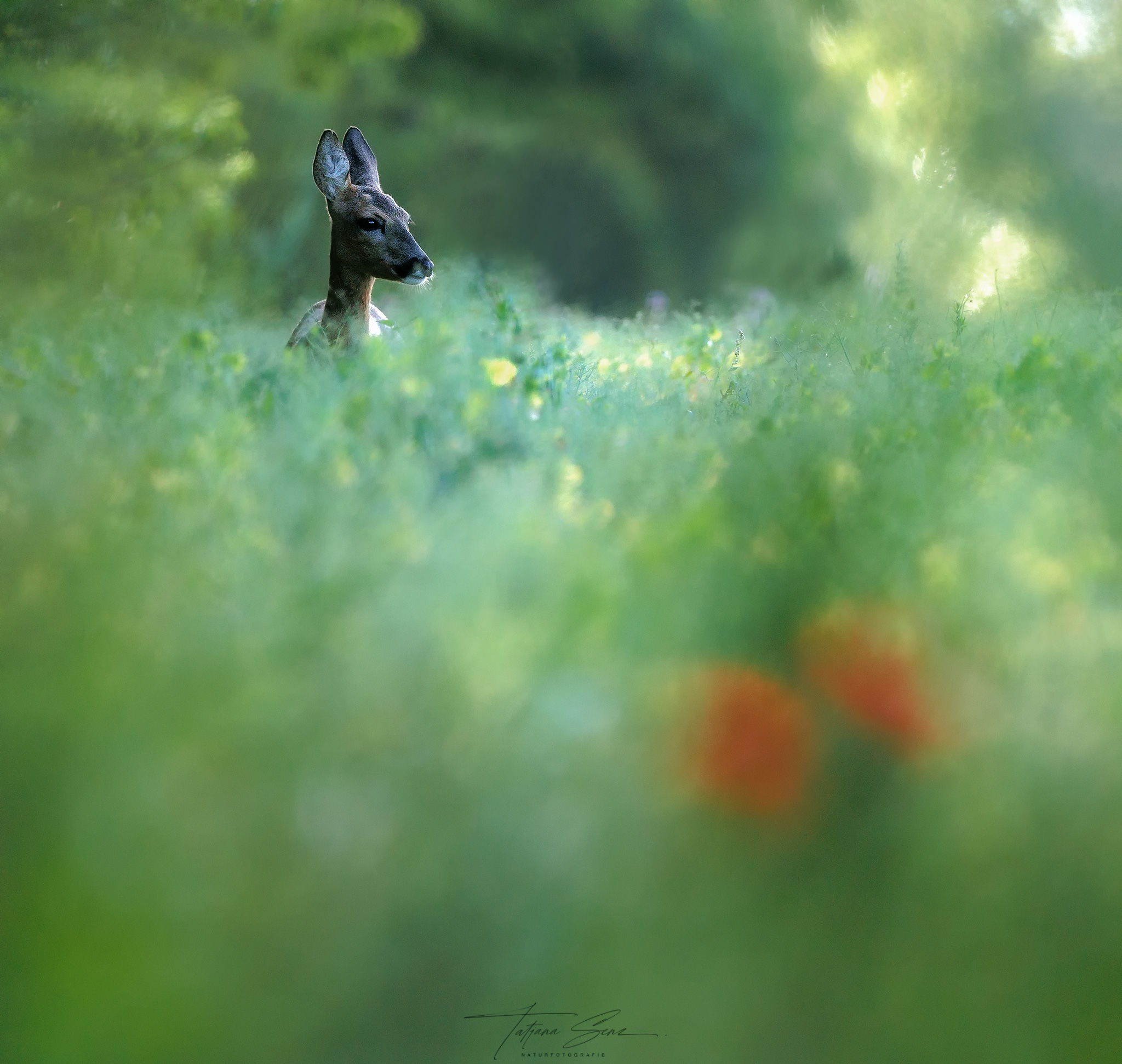 zwei Mohnblüten  und das REH