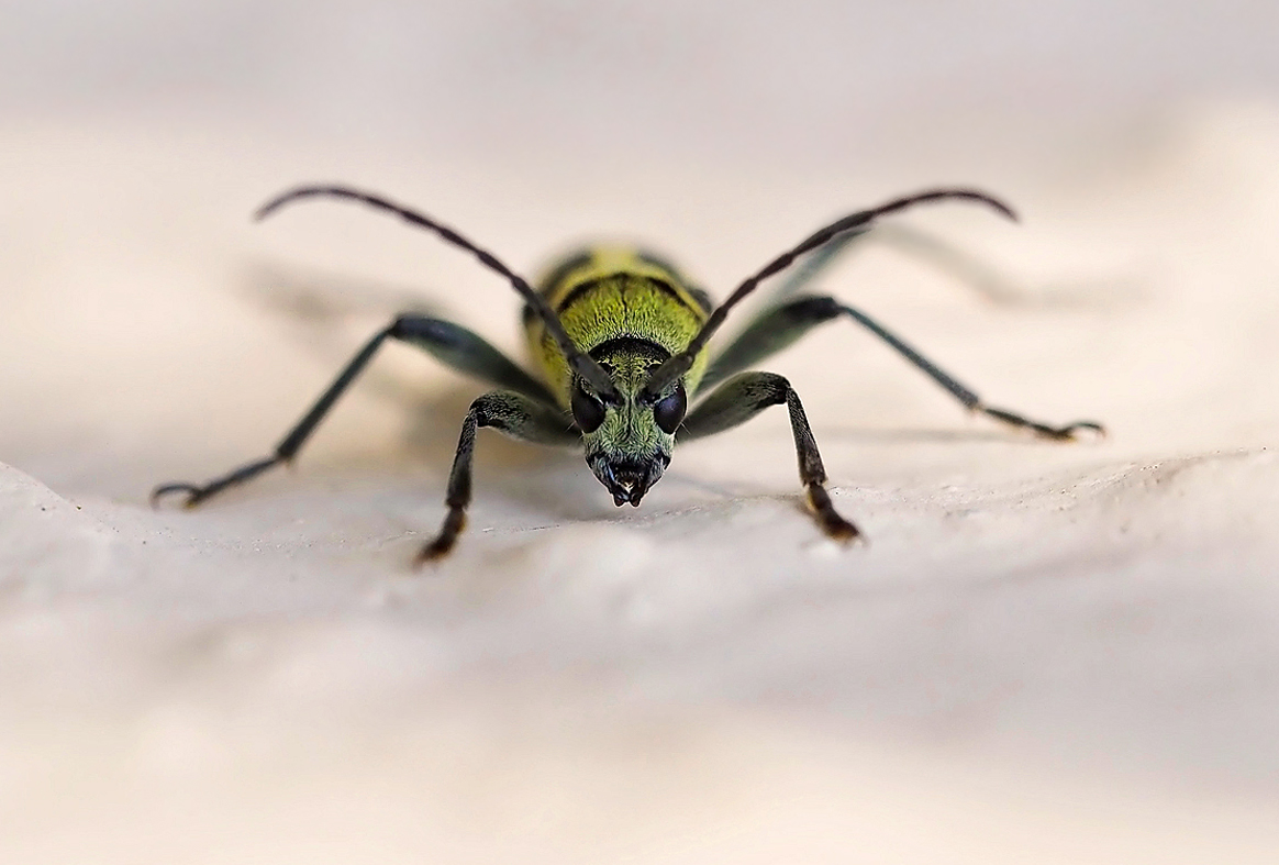 Variabler Widderbock (Chlorophorus varius)