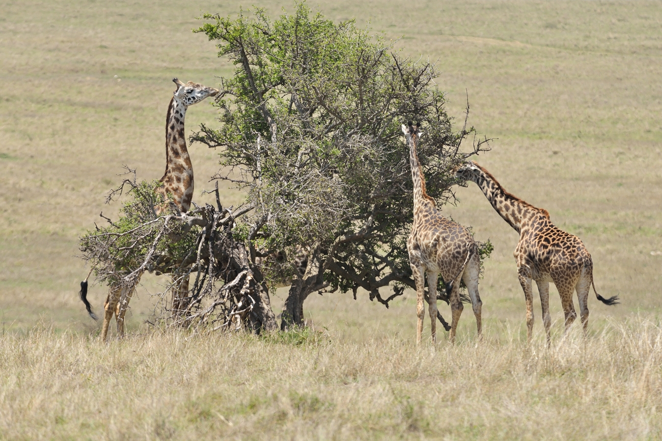 Massai-Giraffen