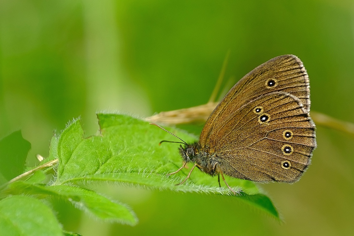 Brauner Waldvogel