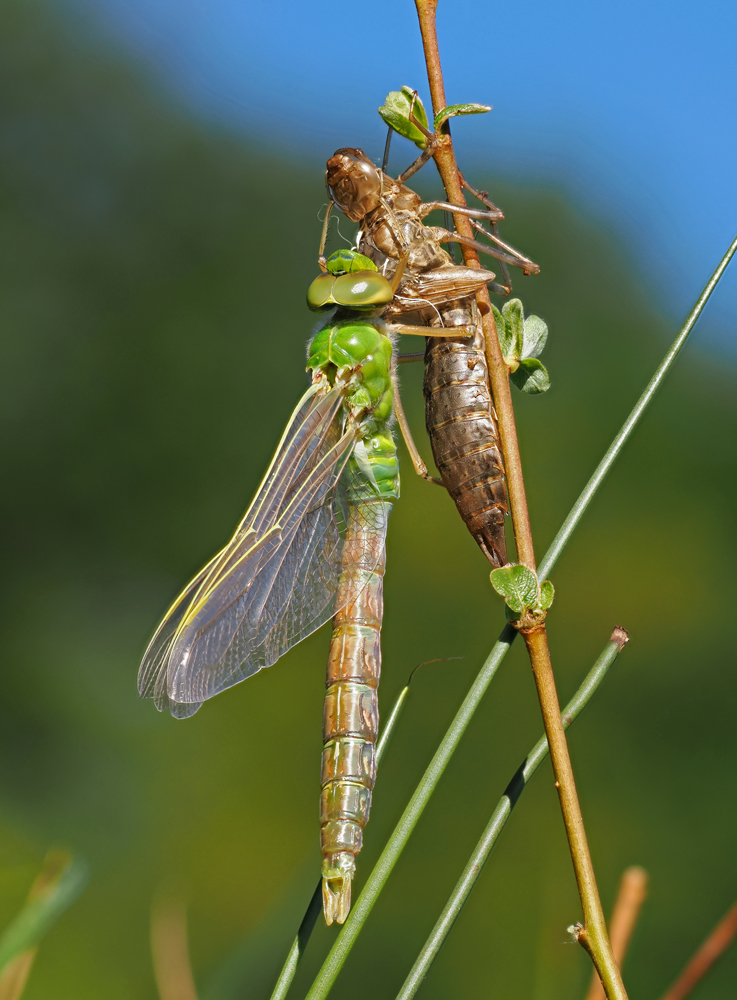 Große Königslibelle (Anax imperator)