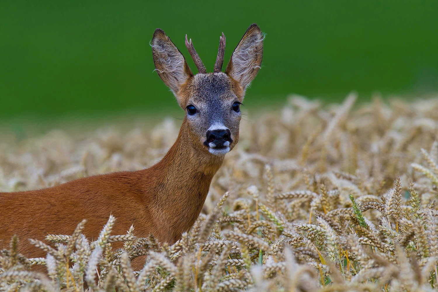 Ein Bett im Kornfeld.