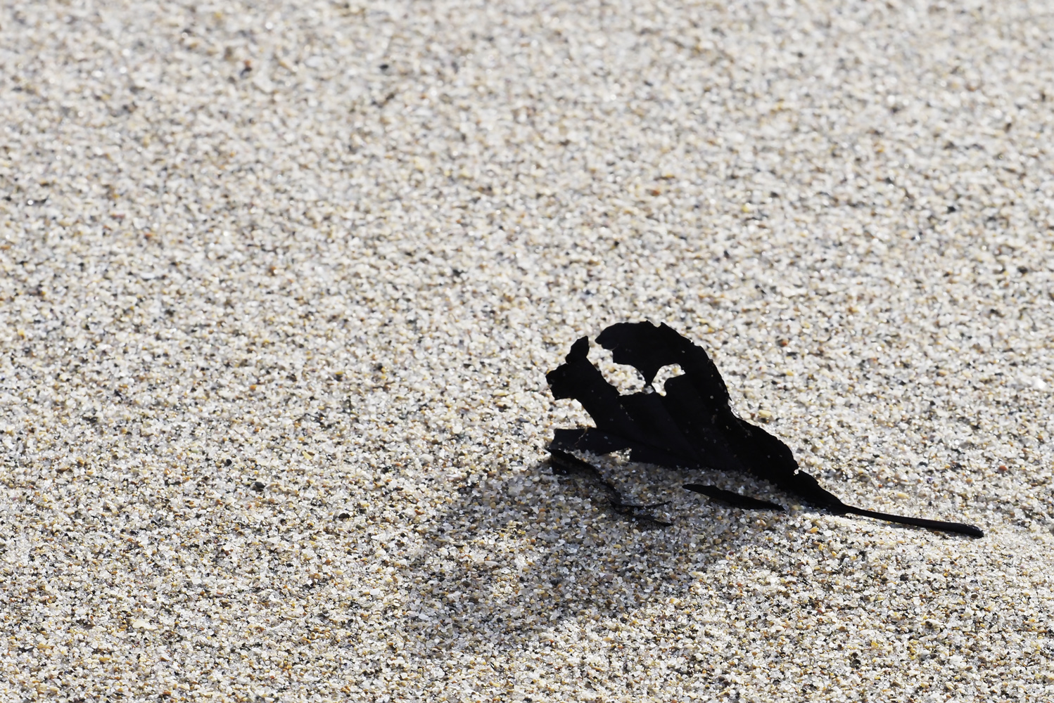 Kleiner Drache