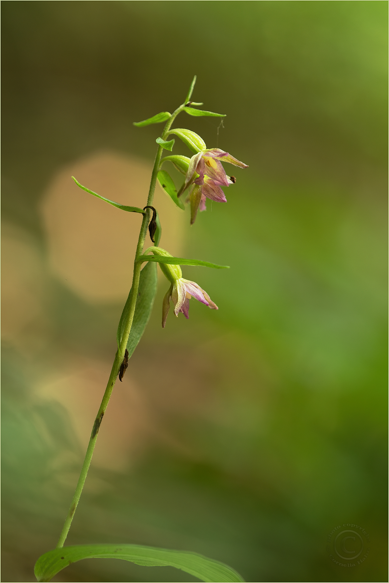 Piacenza-Stendelwurz (Epipactis placentina)