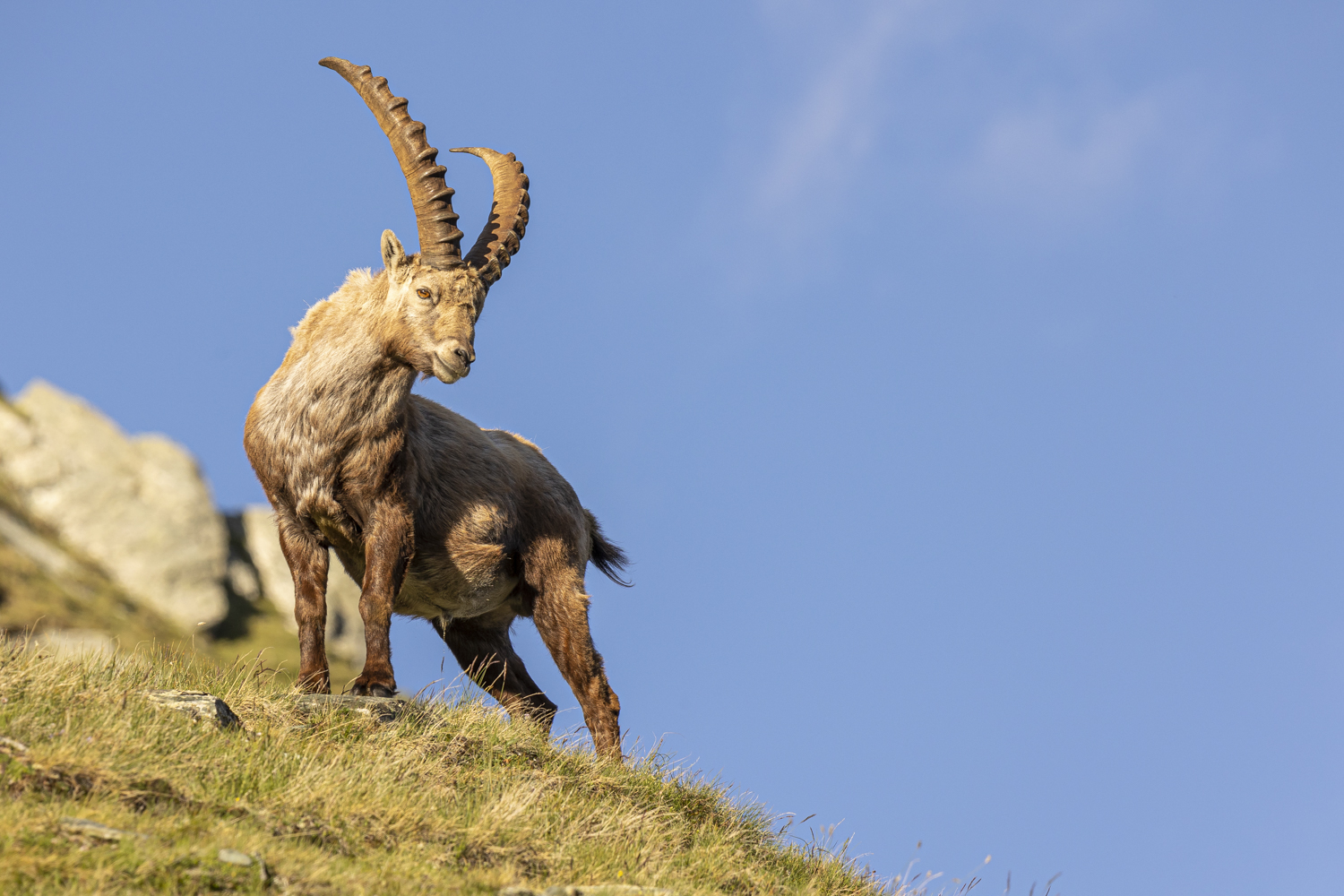 Der König der Alpen