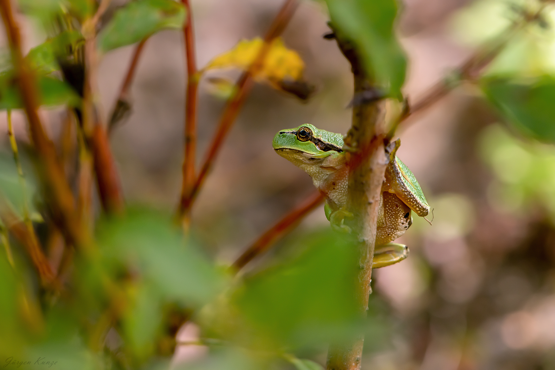 Im Laubfroschdschungel