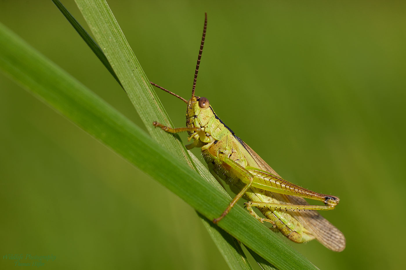 Grashüpfer