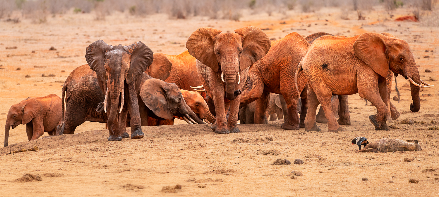 Die Roten Elefanten