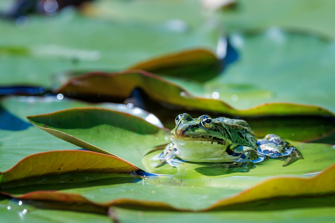 Teichfrosch