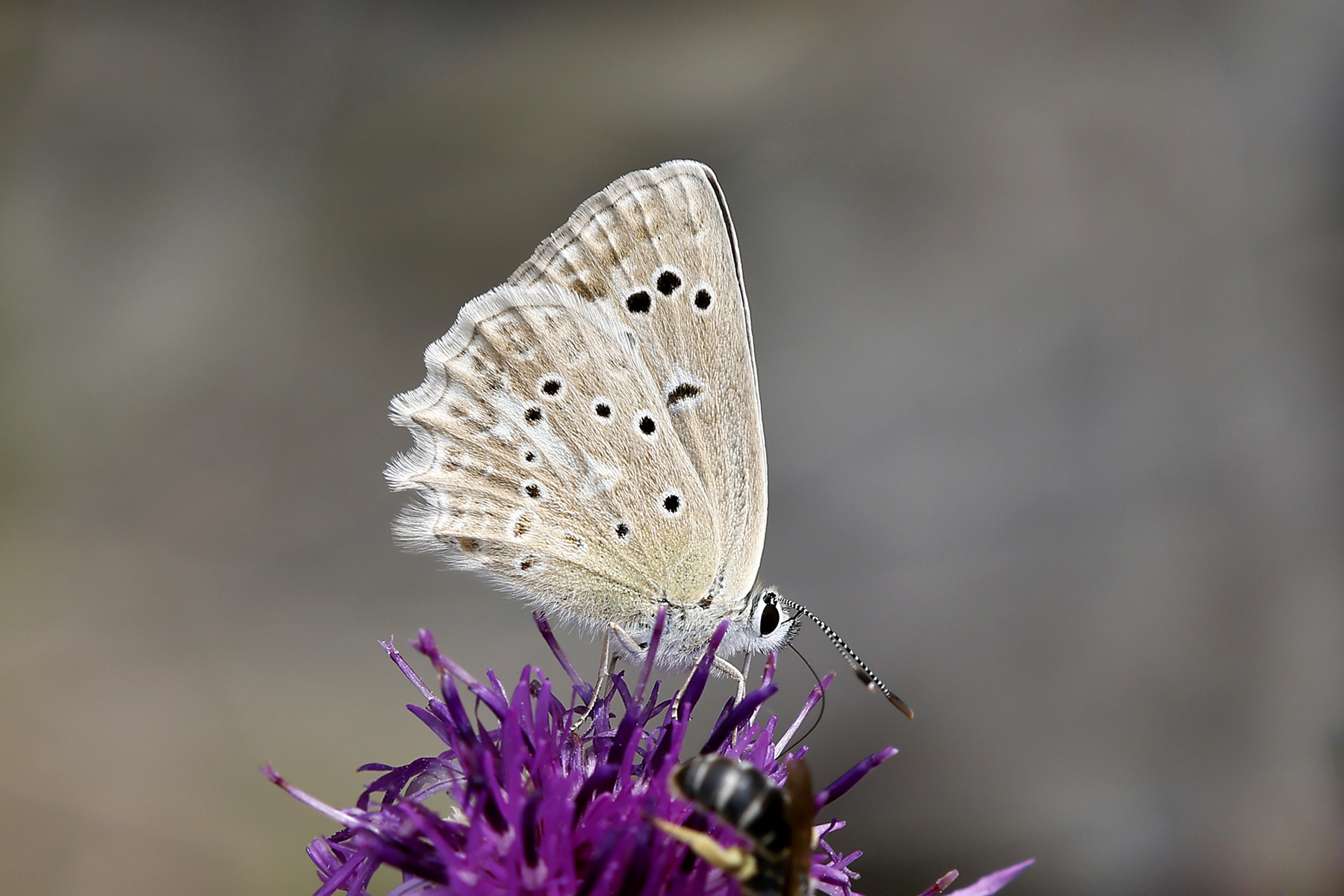 Polyommatus daphnis