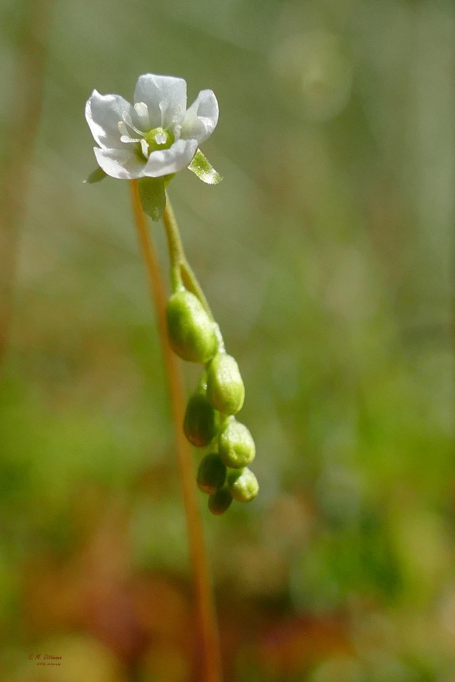 Die Blüte des ......