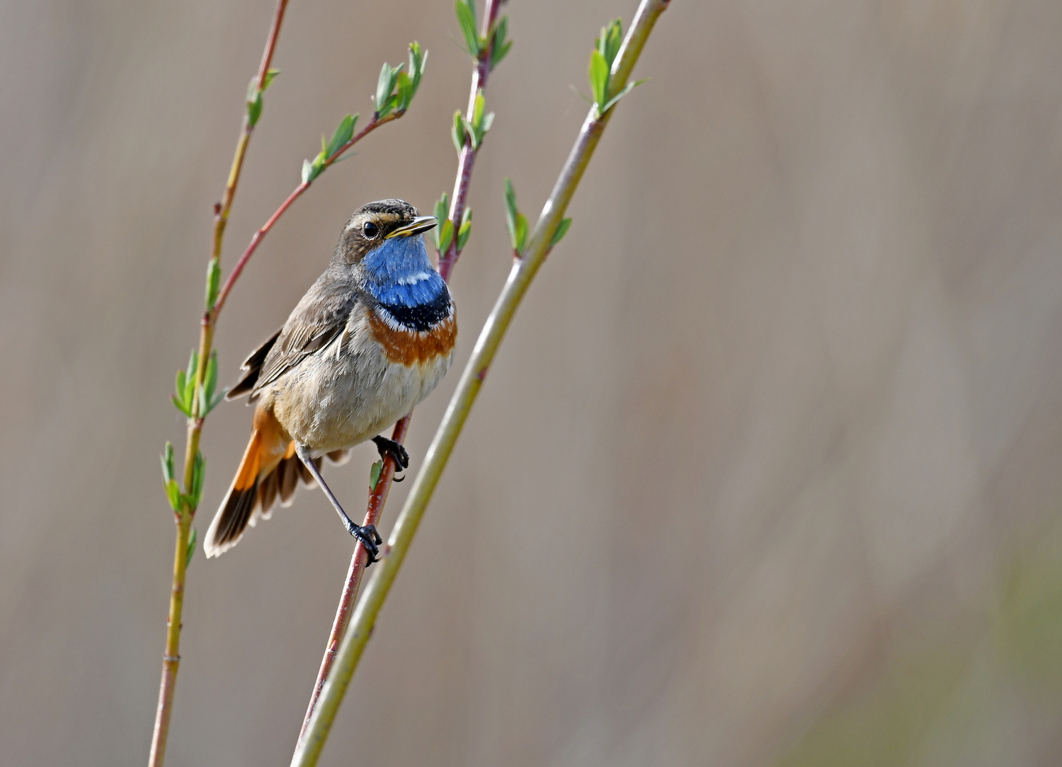 Blaukehlchen