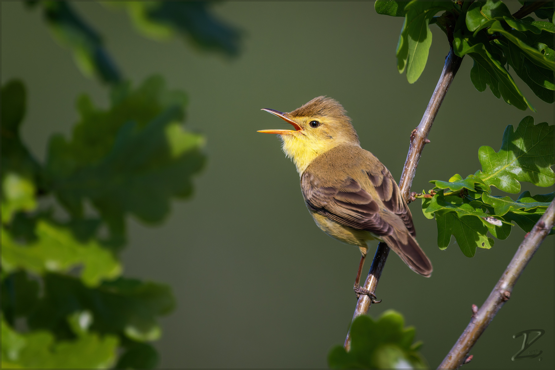 >> Melodious warbler <<