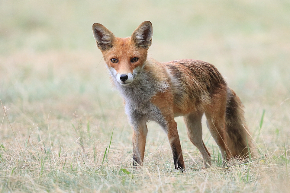 Fuchs auf gemähter Wiese