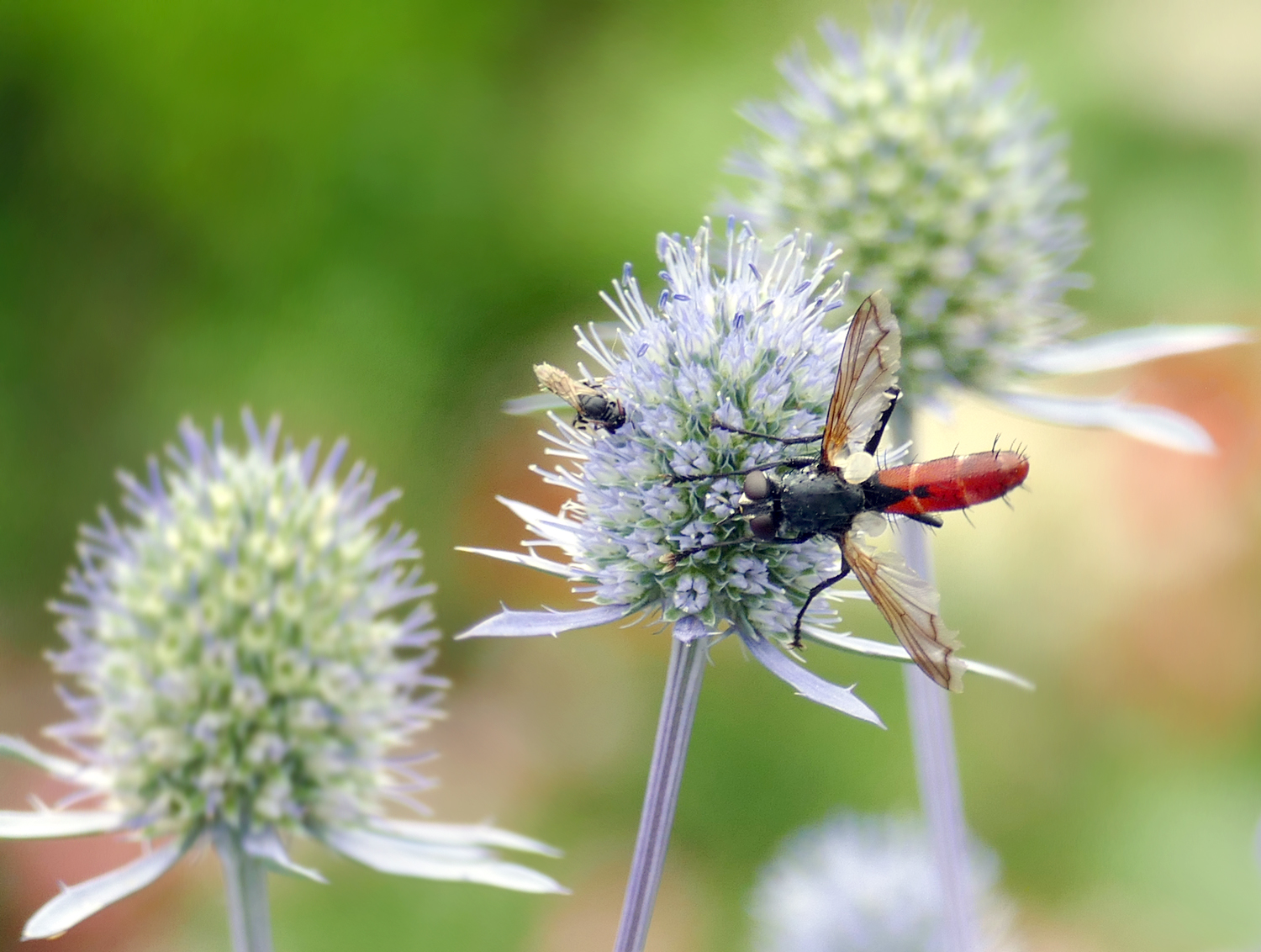 Raupenfliege