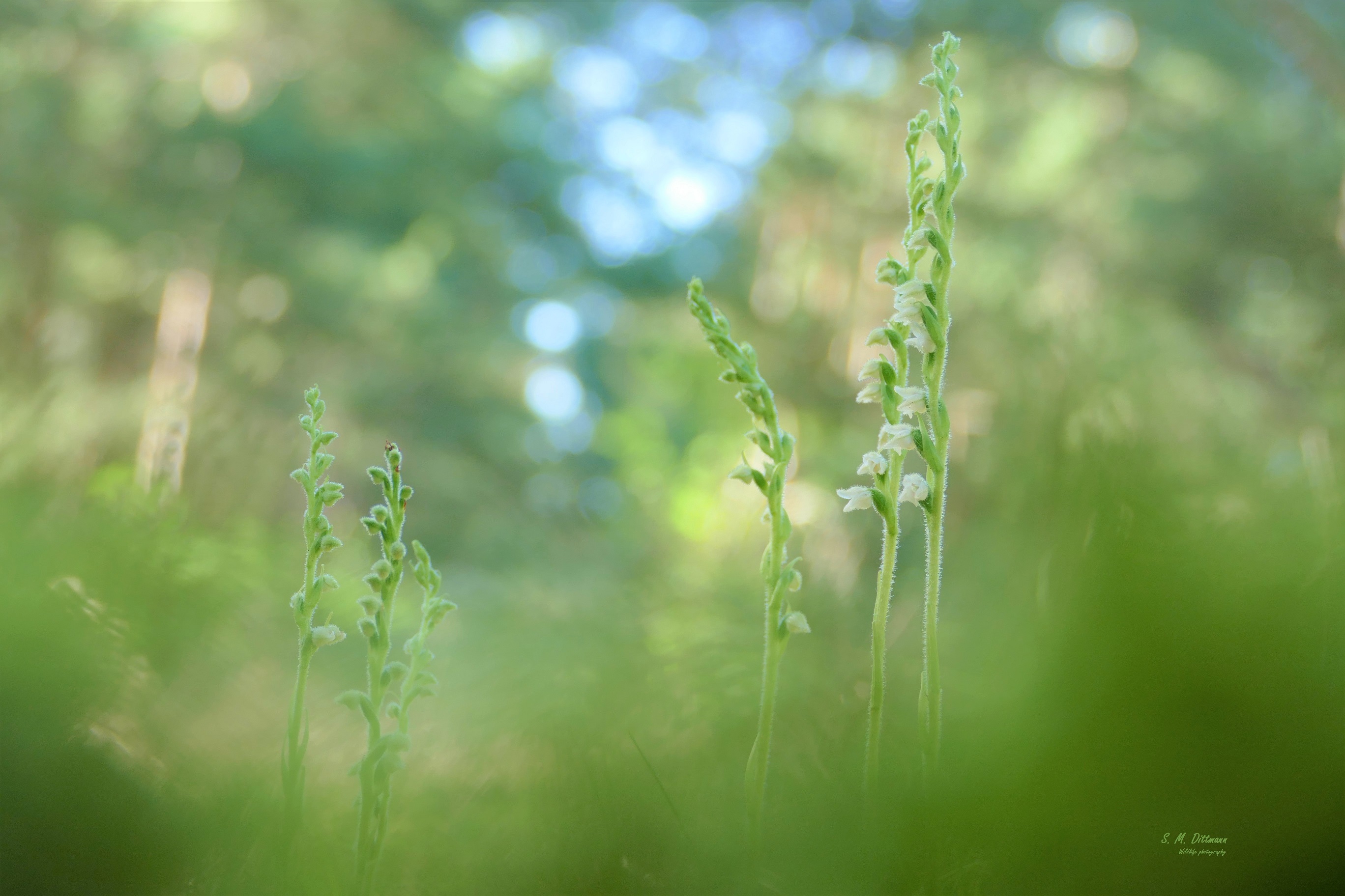 Goodyera repens