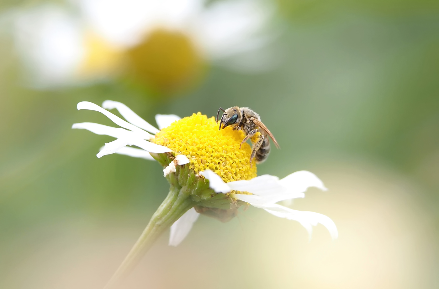 Kleine Wildbiene