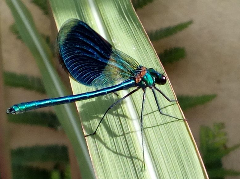 Libelle