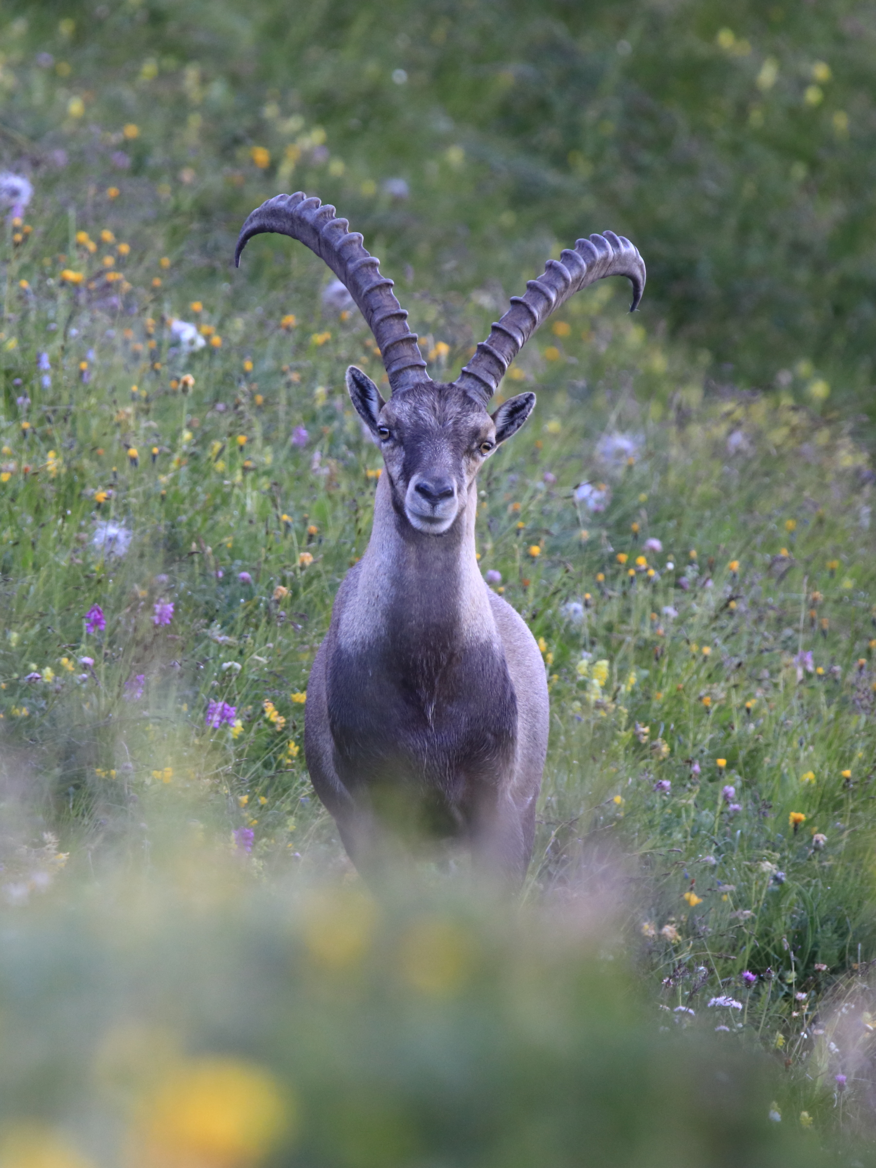 In der Bergwiese