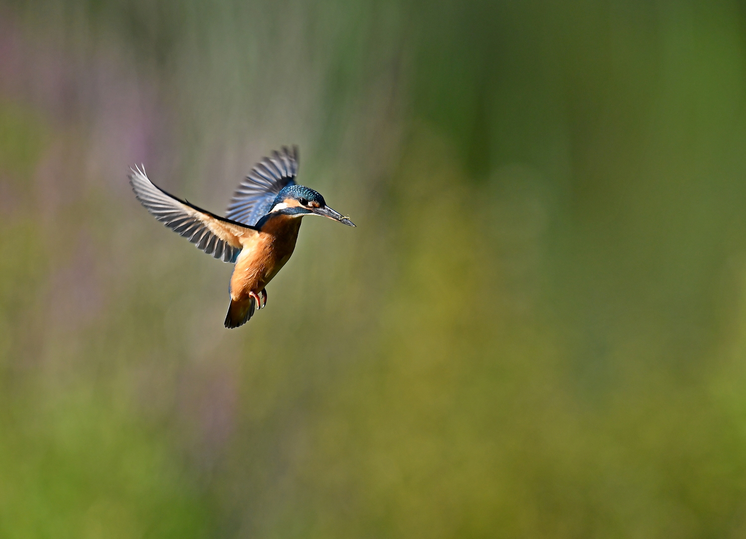 Rüttelflug