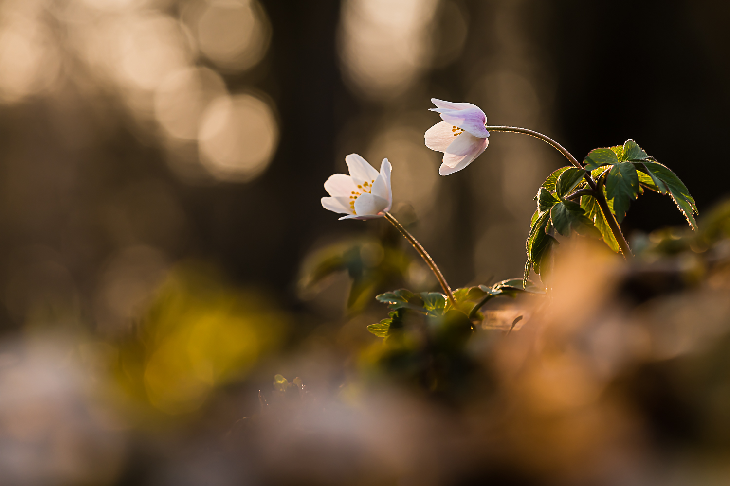 Frühlingsblumen