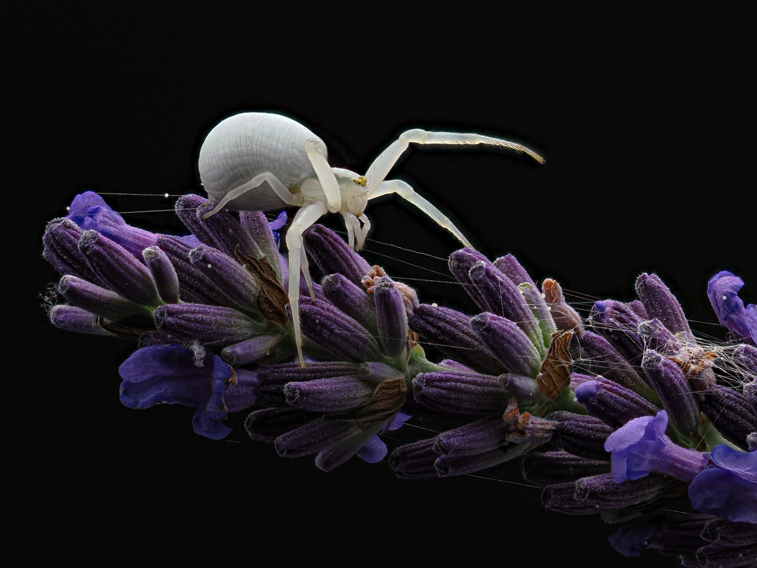 Krabbenspinne (Misumena vatia)