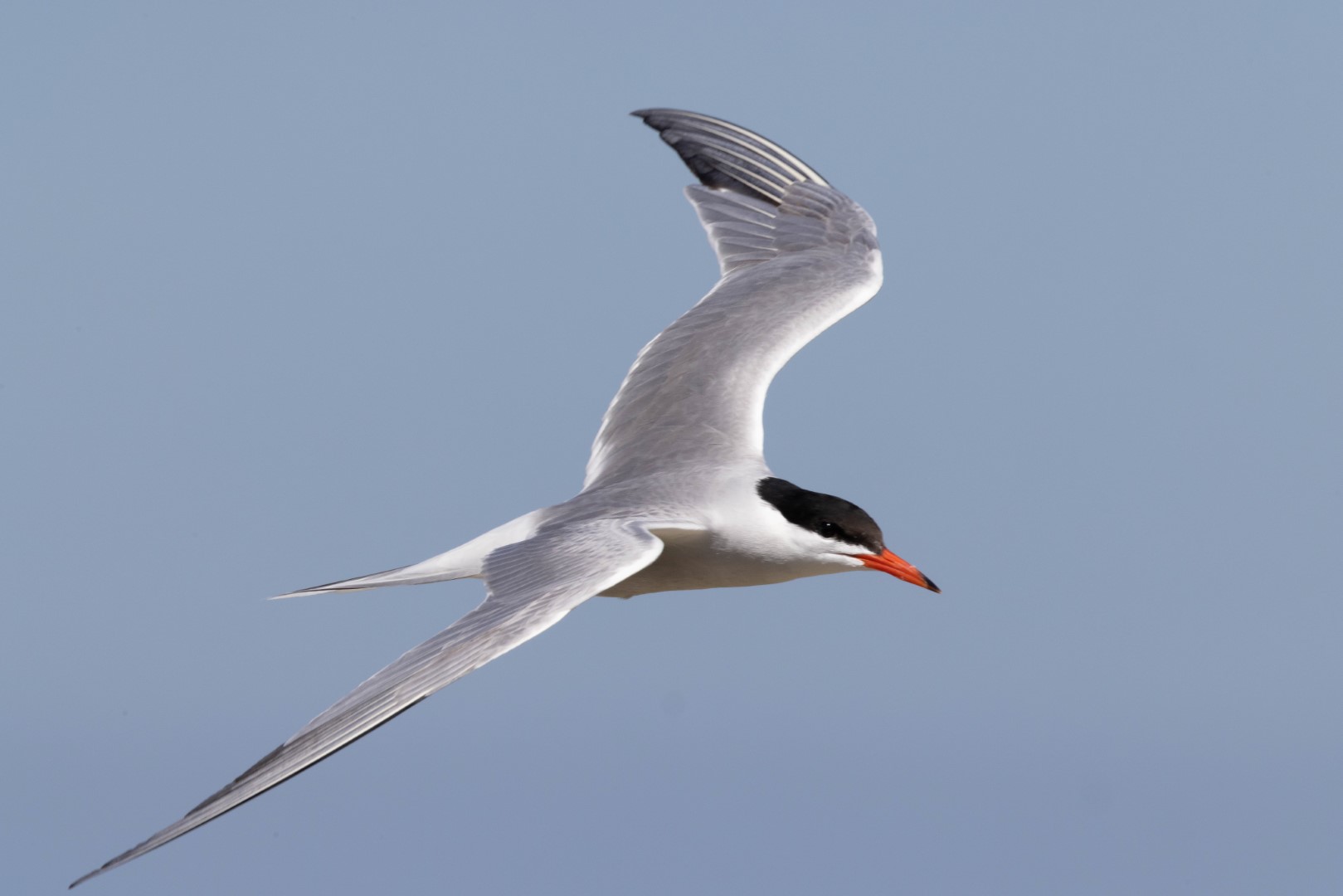 Flussseeschwalbe - Sterna hirundo - common tern