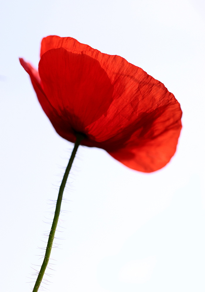 Mohnblume pur