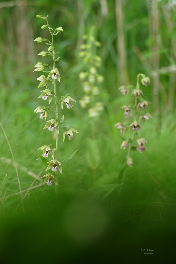 Epipactis