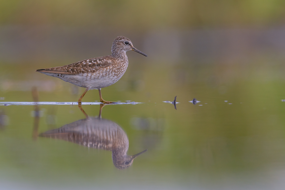 Bruchwasserläufer