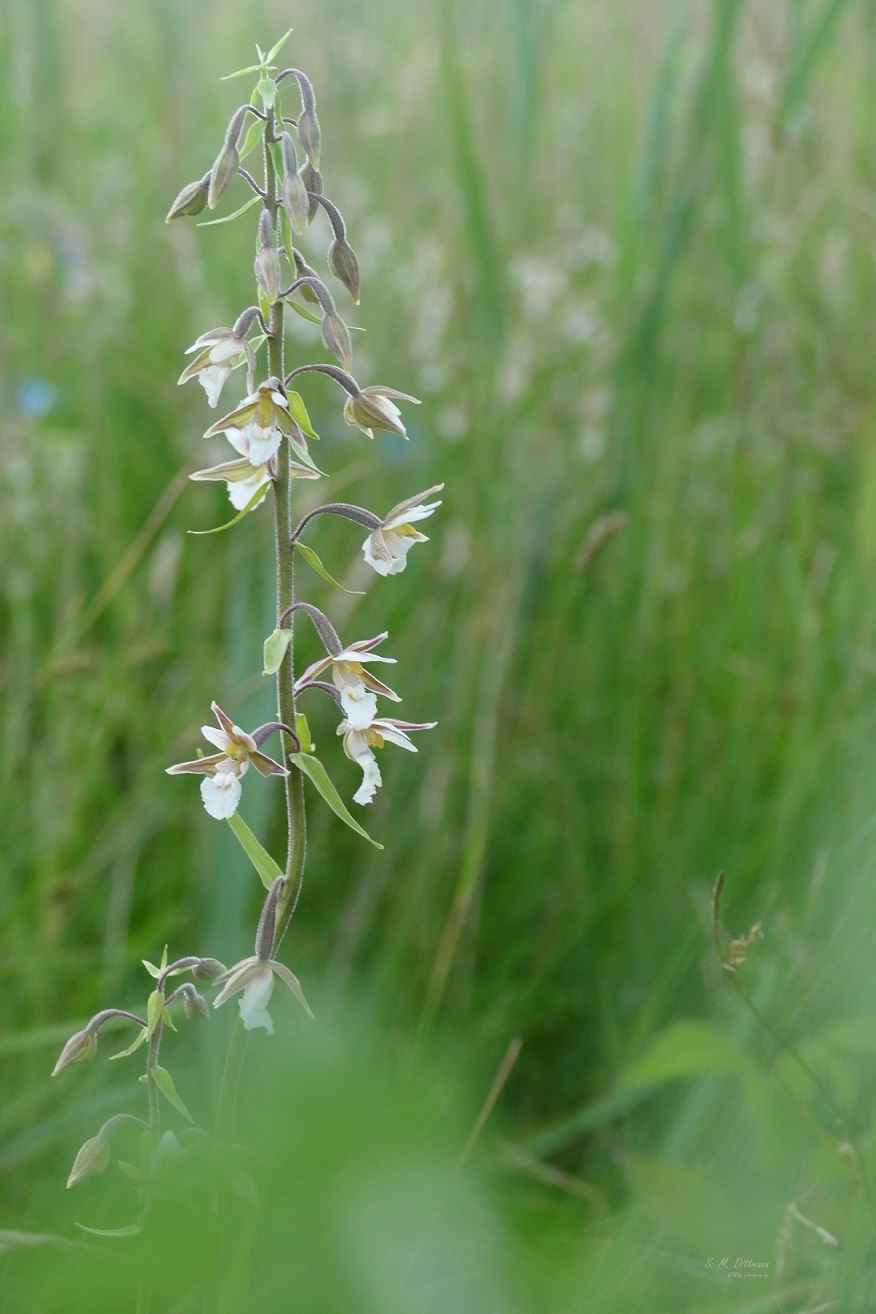 palustris