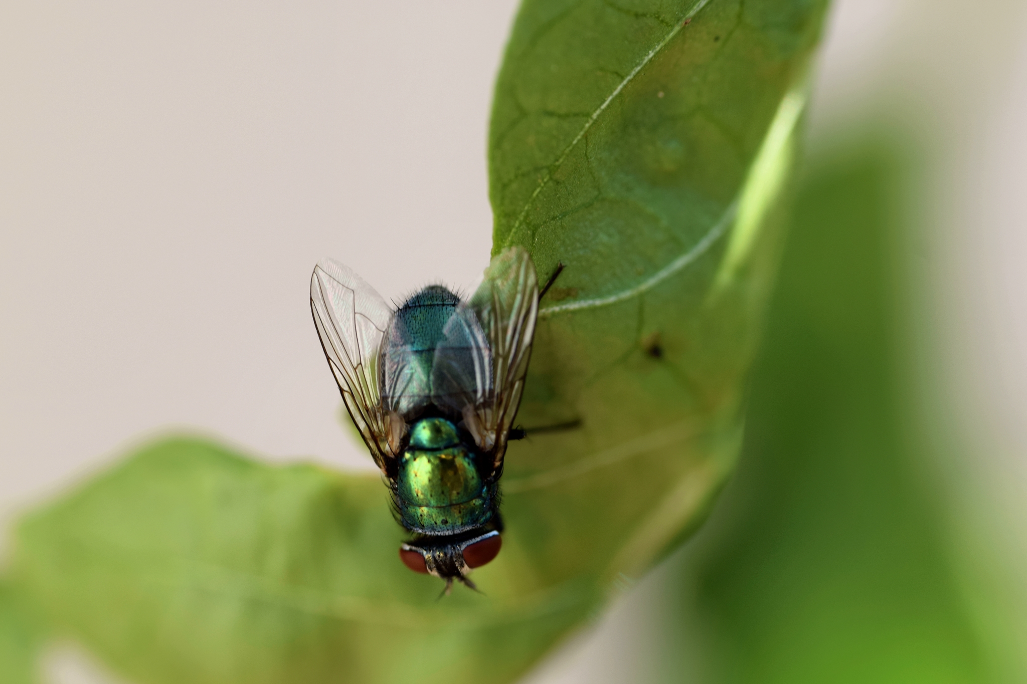 Fliege auf Chili