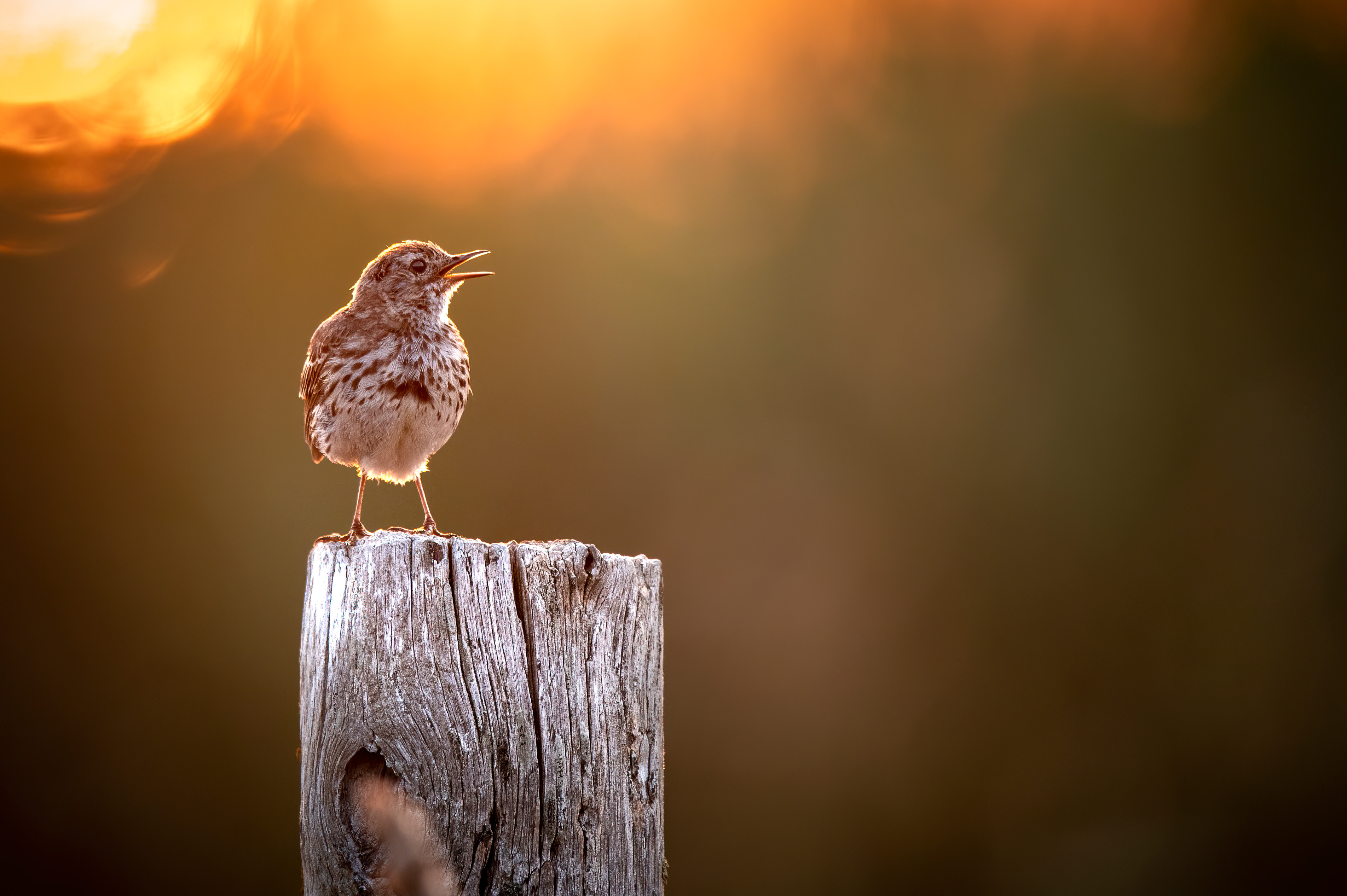 Wiesenpieper in der Morgensonne