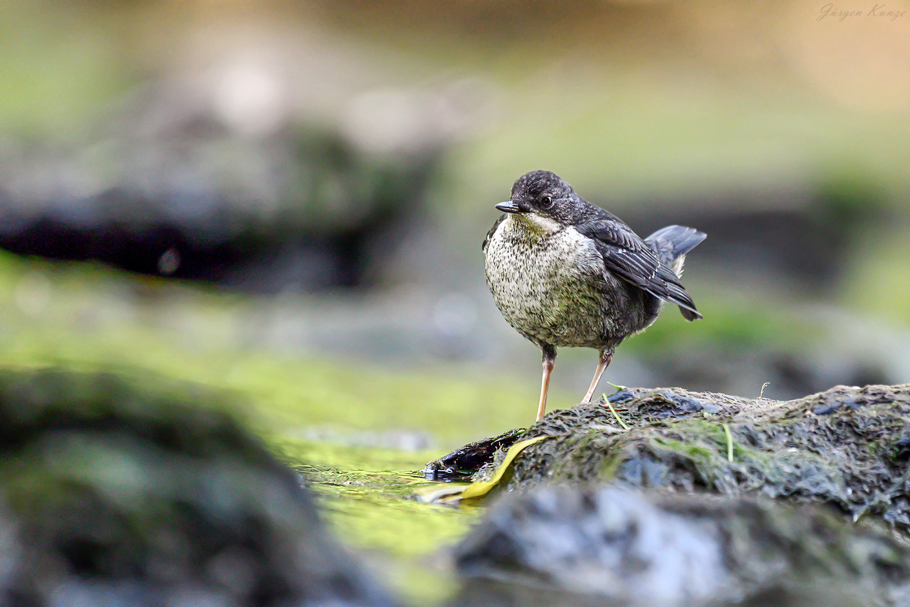 Kleine Wasseramsel