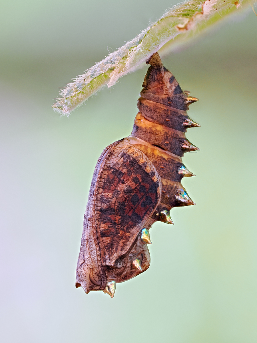 Die Puppe des Brombeer Perlmuttfalters