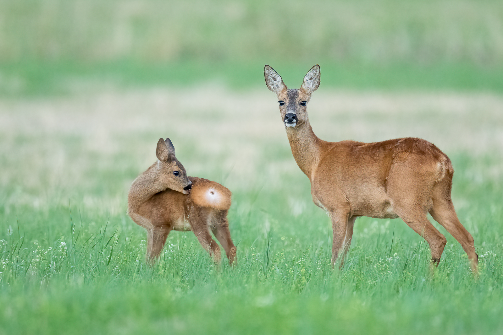 Die Ricke und das Kitz